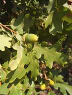 Image of Dalechamp's Oak