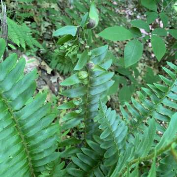 Plancia ëd Taphrina polystichi Mix 1938