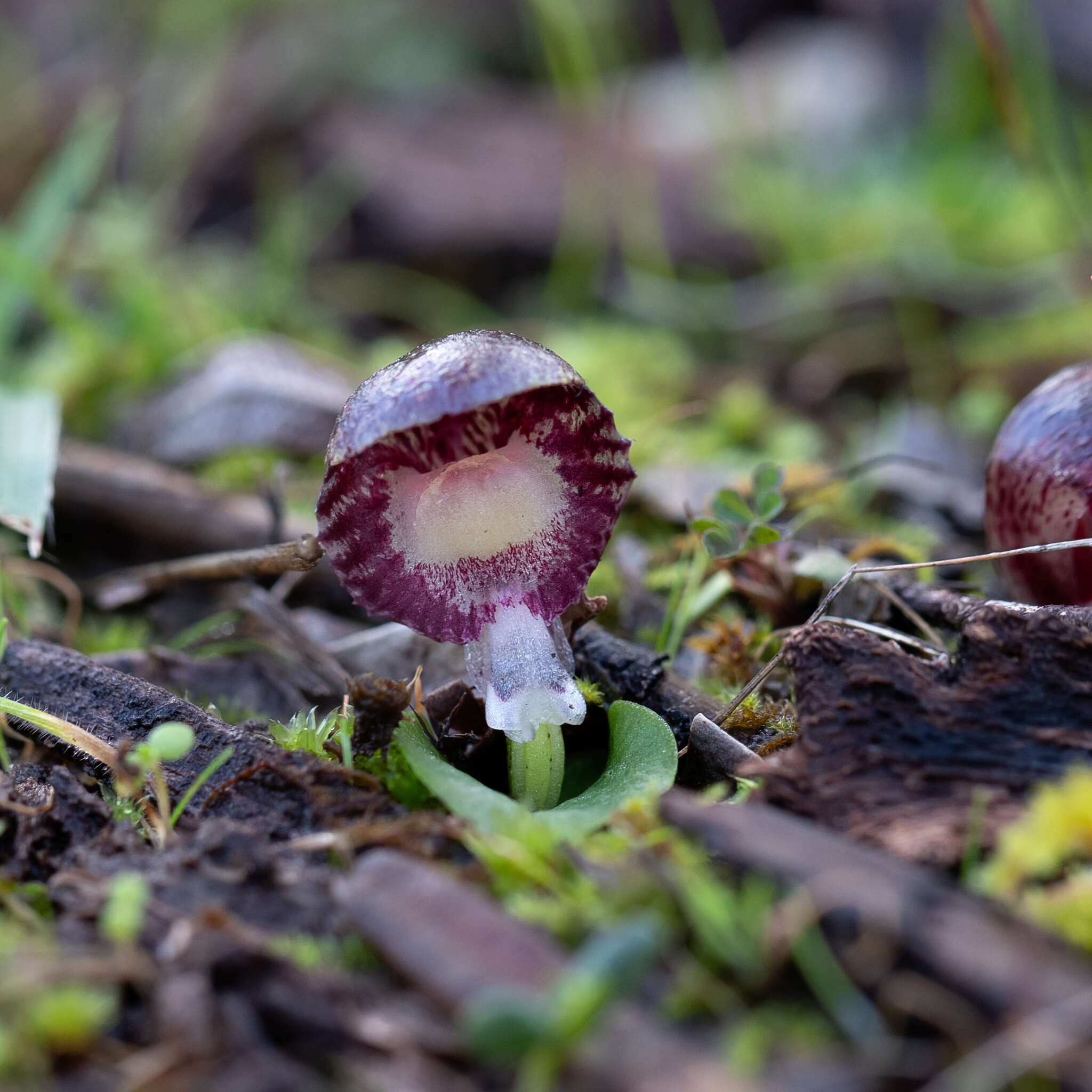 Image of Stately helmet orchid