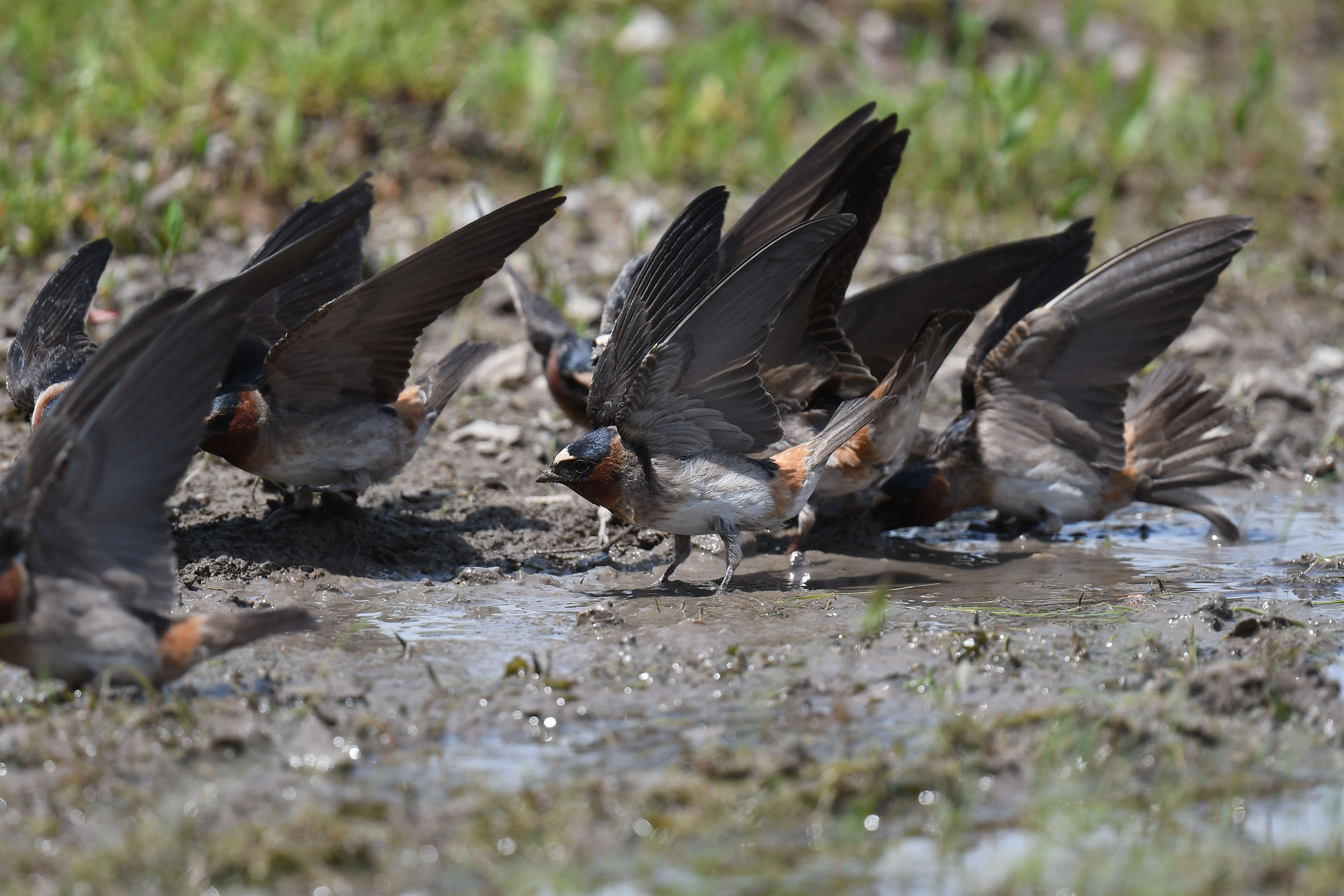 Image of American Cliff Swallow