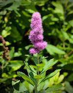 Слика од Spiraea salicifolia L.