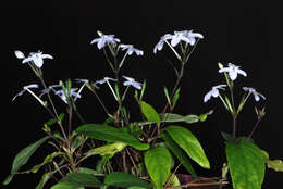 Pseuderanthemum variabile (R. Br.) Radlk. resmi