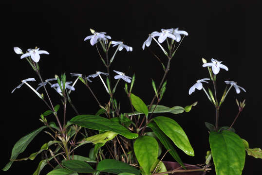 Image of night and afternoon