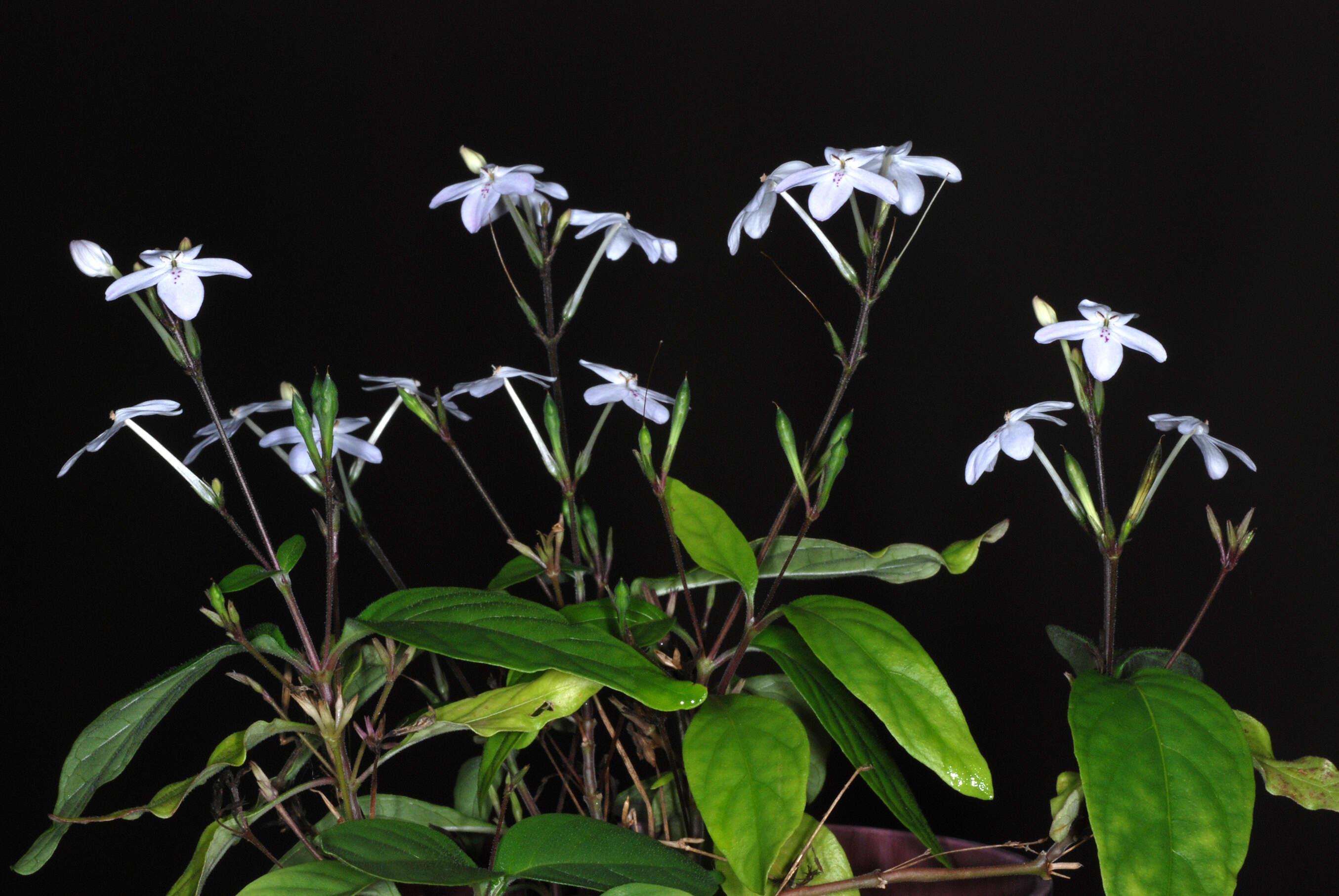 Image de Pseuderanthemum variabile (R. Br.) Radlk.