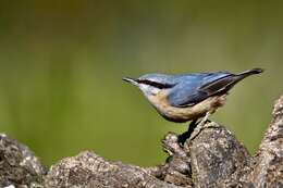 Image of Eurasian Nuthatch