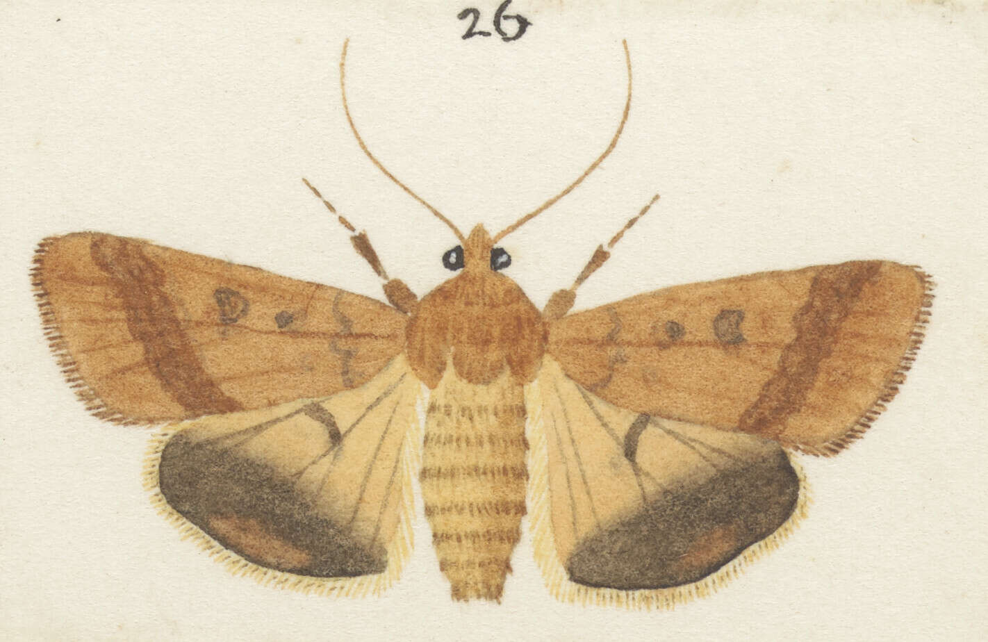 صورة Helicoverpa armigera Hübner 1827