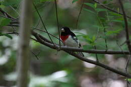 Image of Rose-breasted Grosbeak