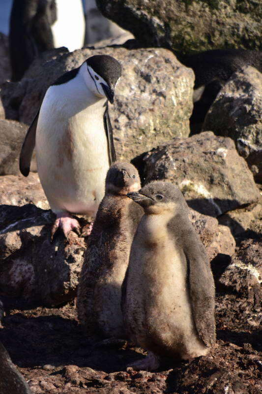 Image de Manchot à jugulaire