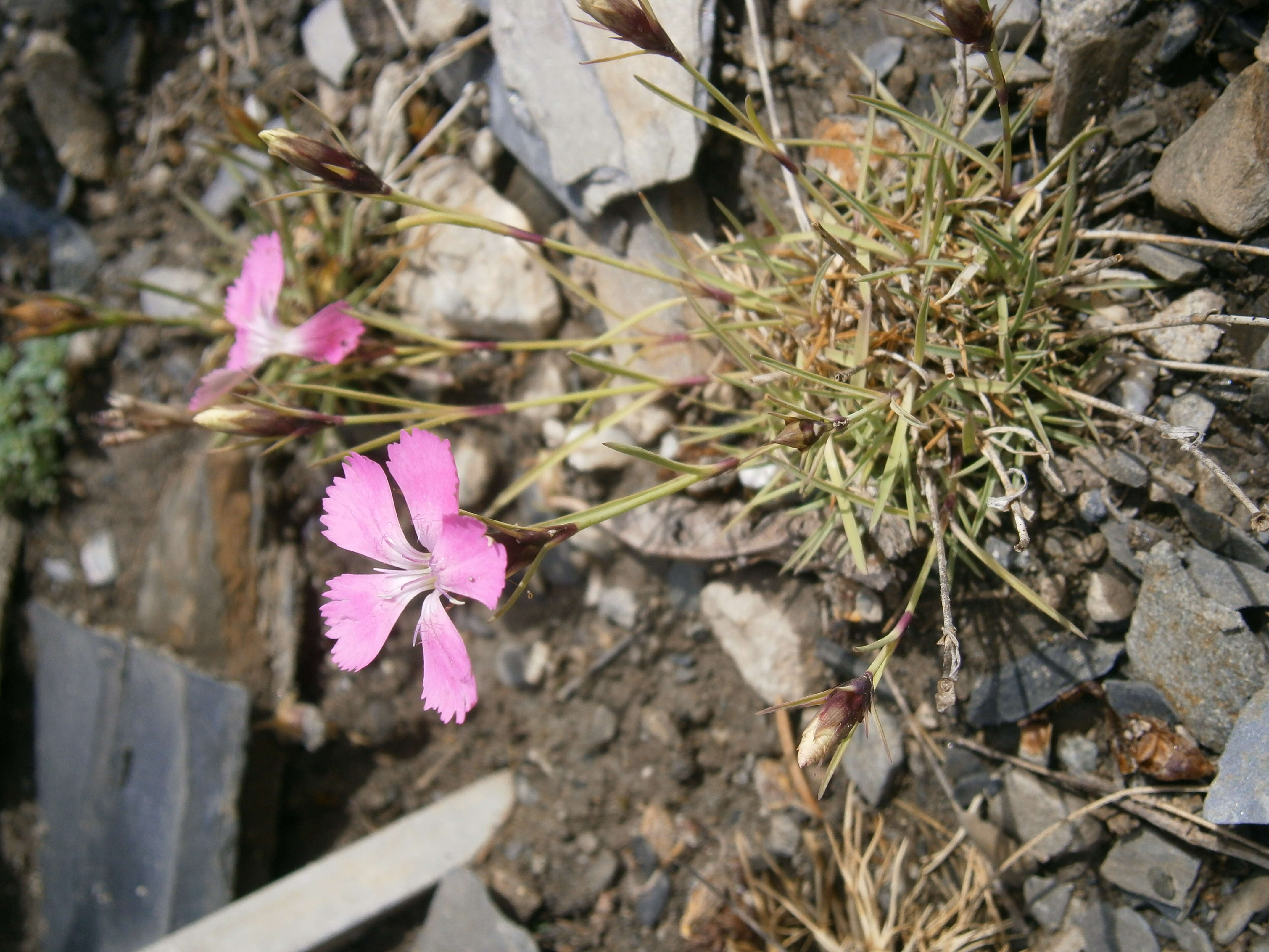 Image of Dianthus pavonius Tausch