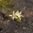 Image of Boronia decumbens M. F. Duretto