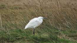 Image of Little Egret