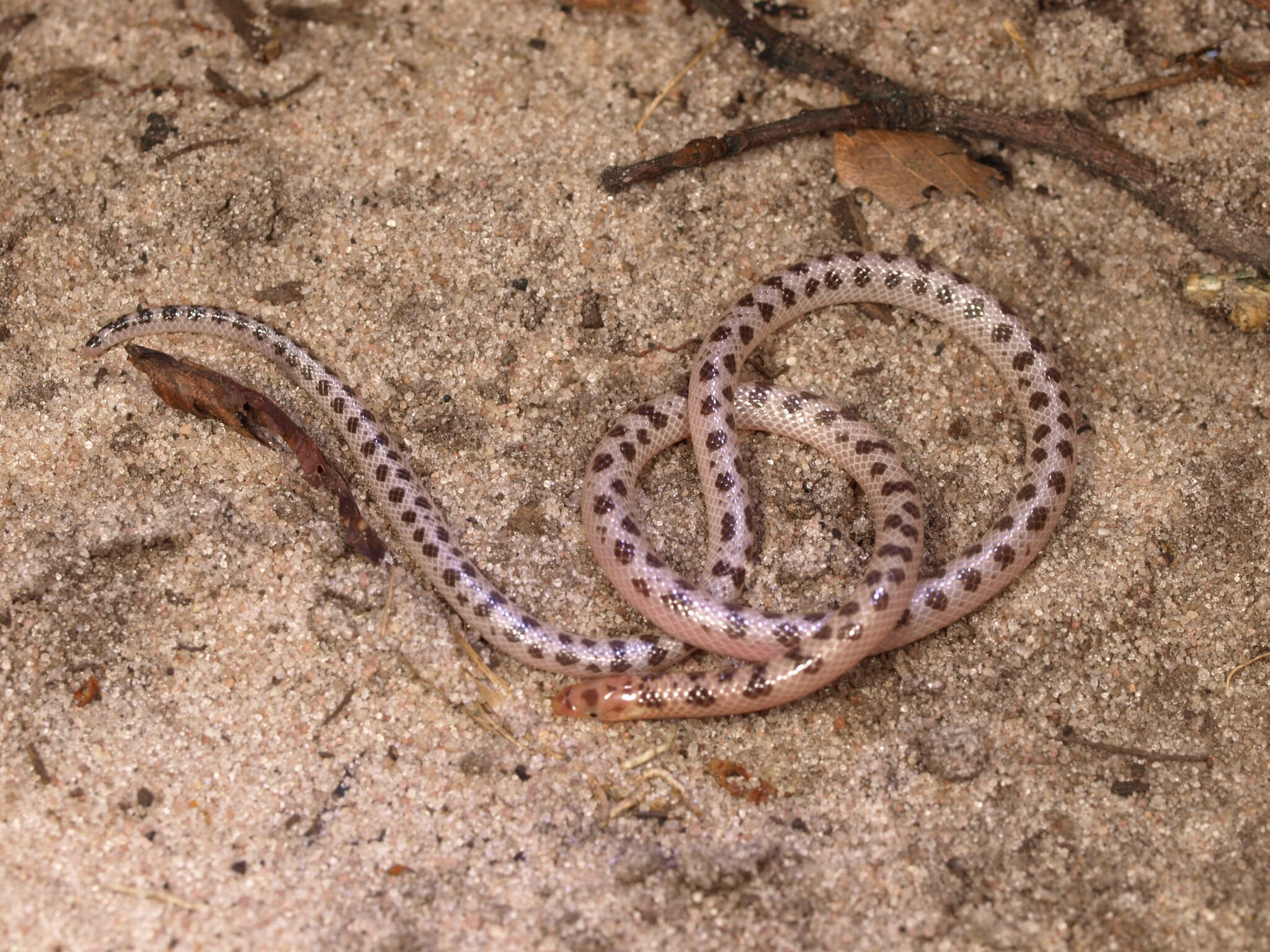 Image of Atractaspididae