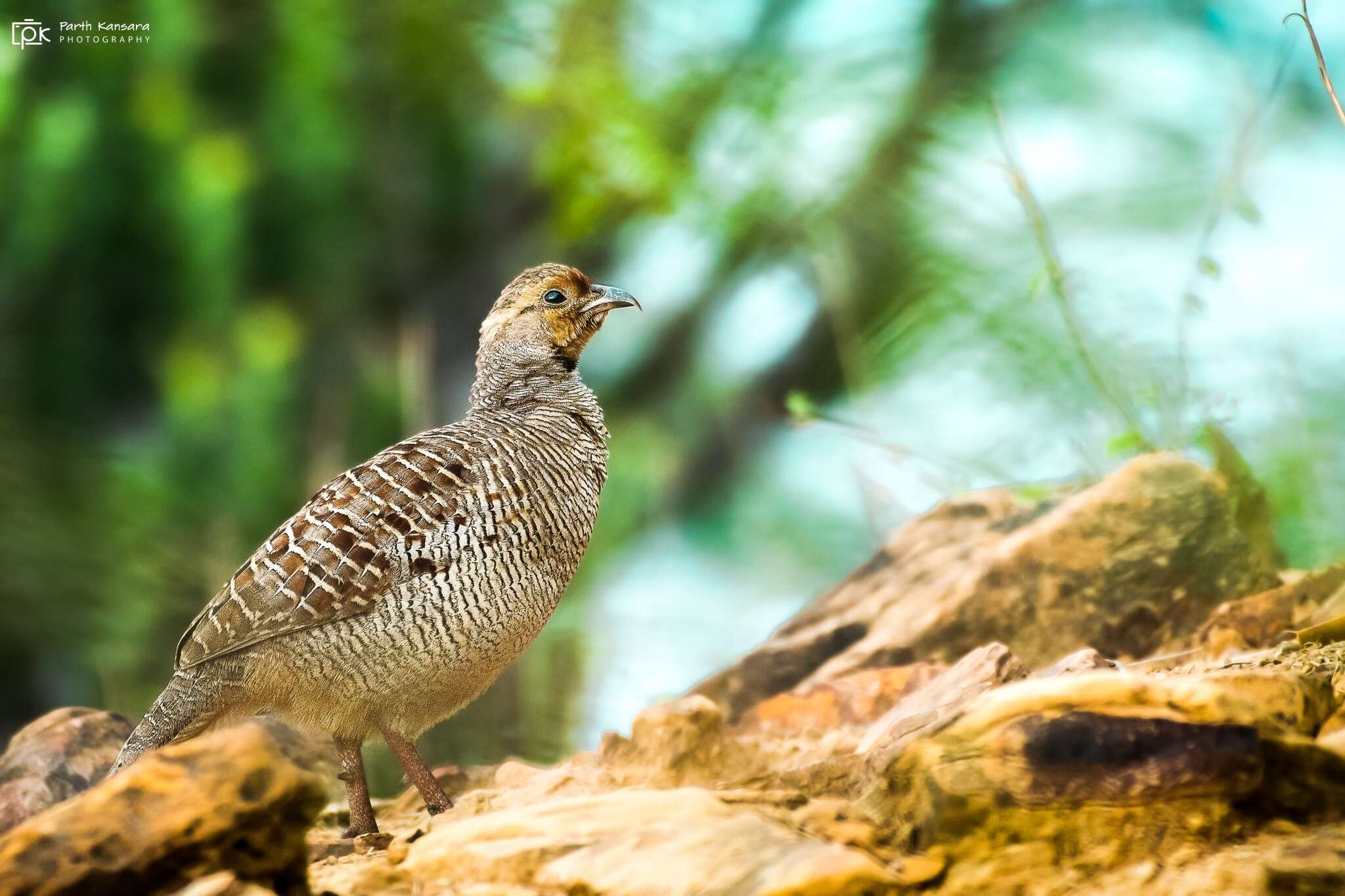 Image of Gray Francolin