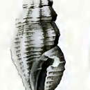 Image of Eucithara miriamica Hedley 1922