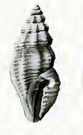 Image of Eucithara miriamica Hedley 1922