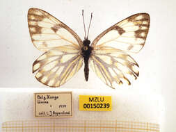 Image of Pontia helice (Linnaeus 1764)