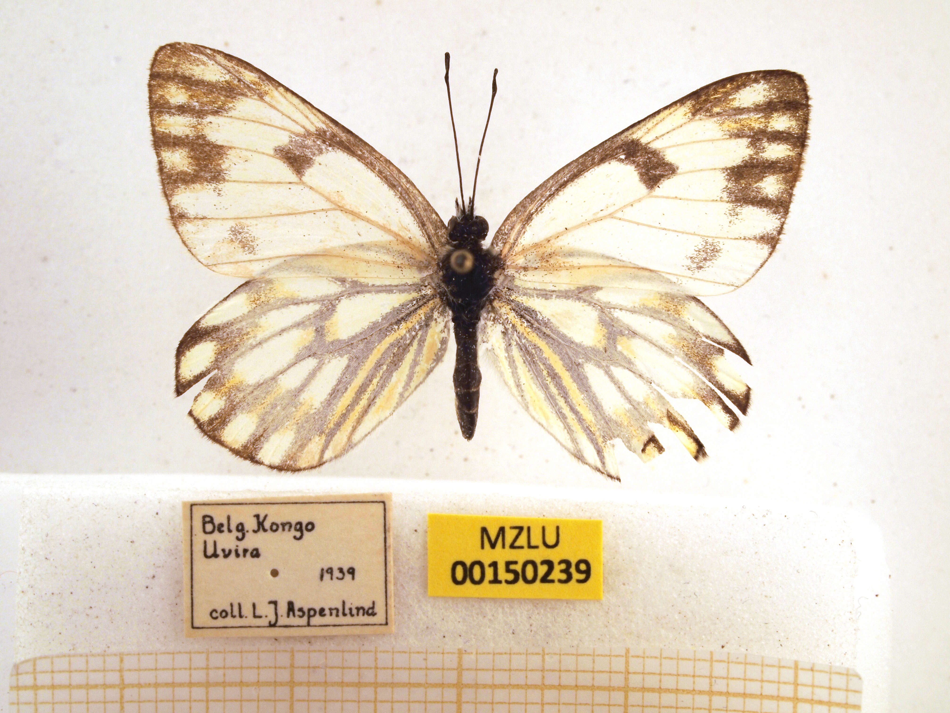 Image of Pontia helice (Linnaeus 1764)