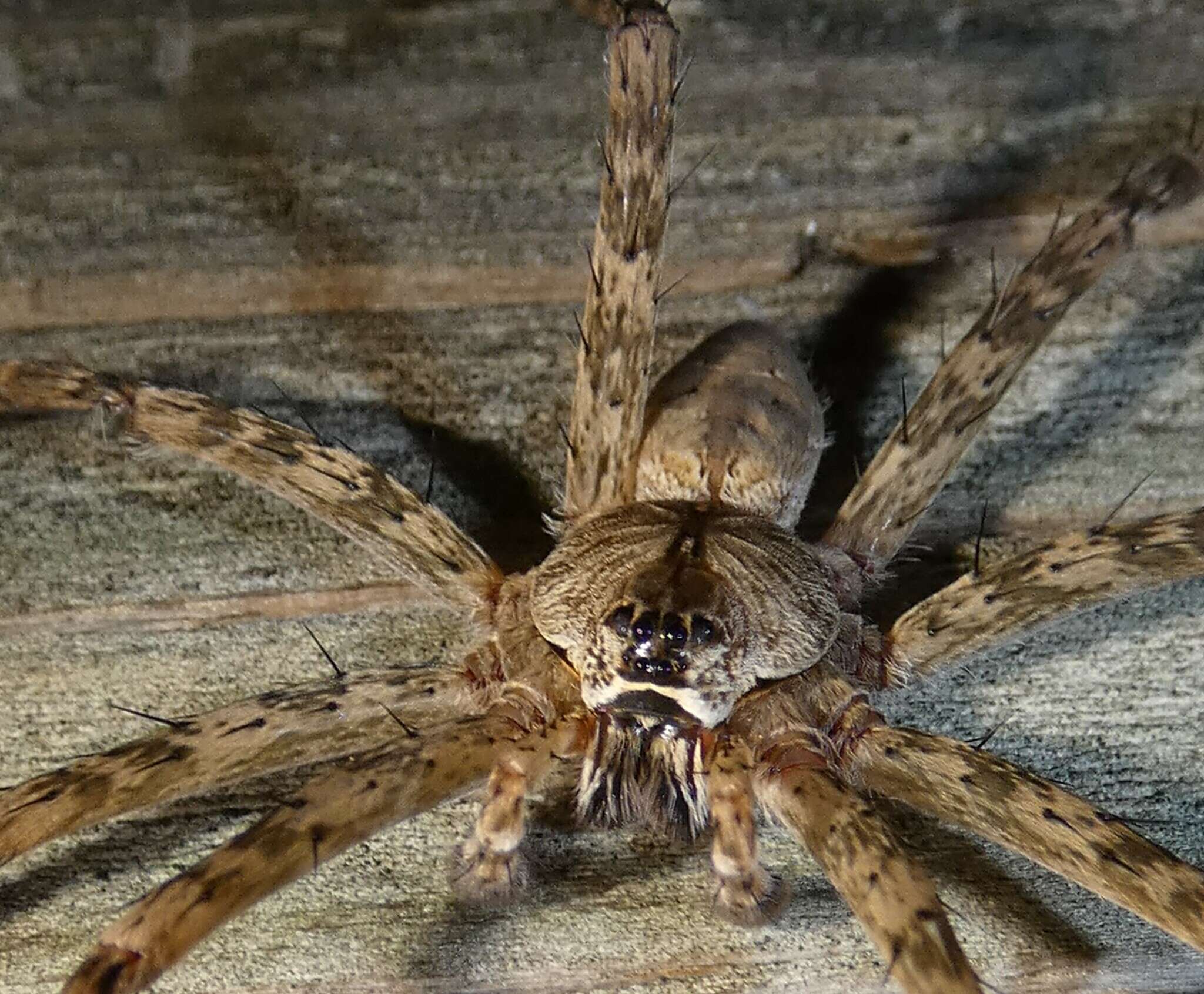 Image of Whitebanded Fishing Spider