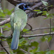 Image of Green Jay