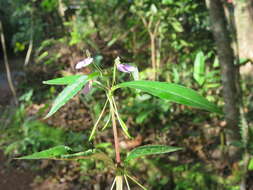 Image of Impatiens minor (DC.) S. S. R. Bennet