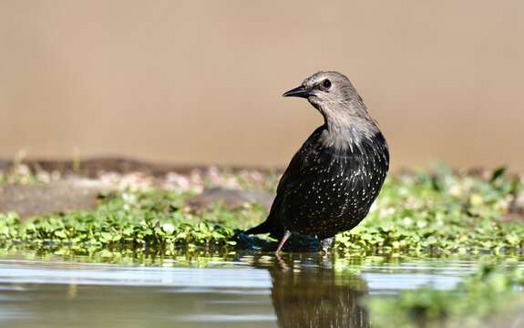 Image of Spotless Starling