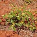 Image of Androcalva loxophylla (F. Muell.) C. F. Wilkins & Whitlock