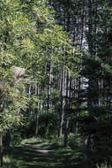 Image of Norway Pine