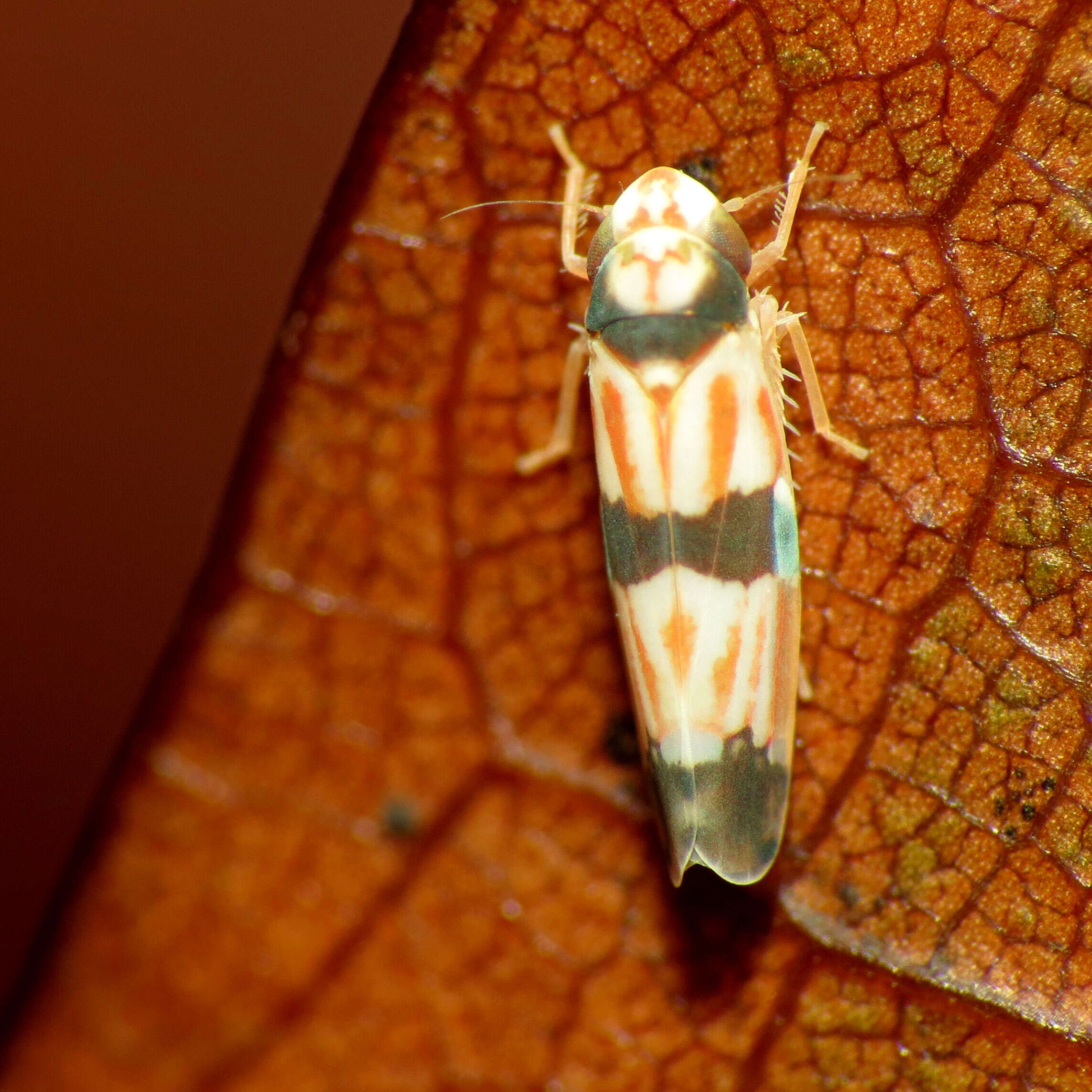 Image of Erythroneura calycula McAtee 1920