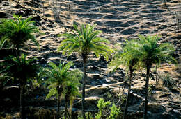 Image of wild date palm