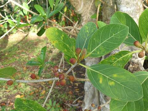 Sivun Ficus cotinifolia Kunth kuva