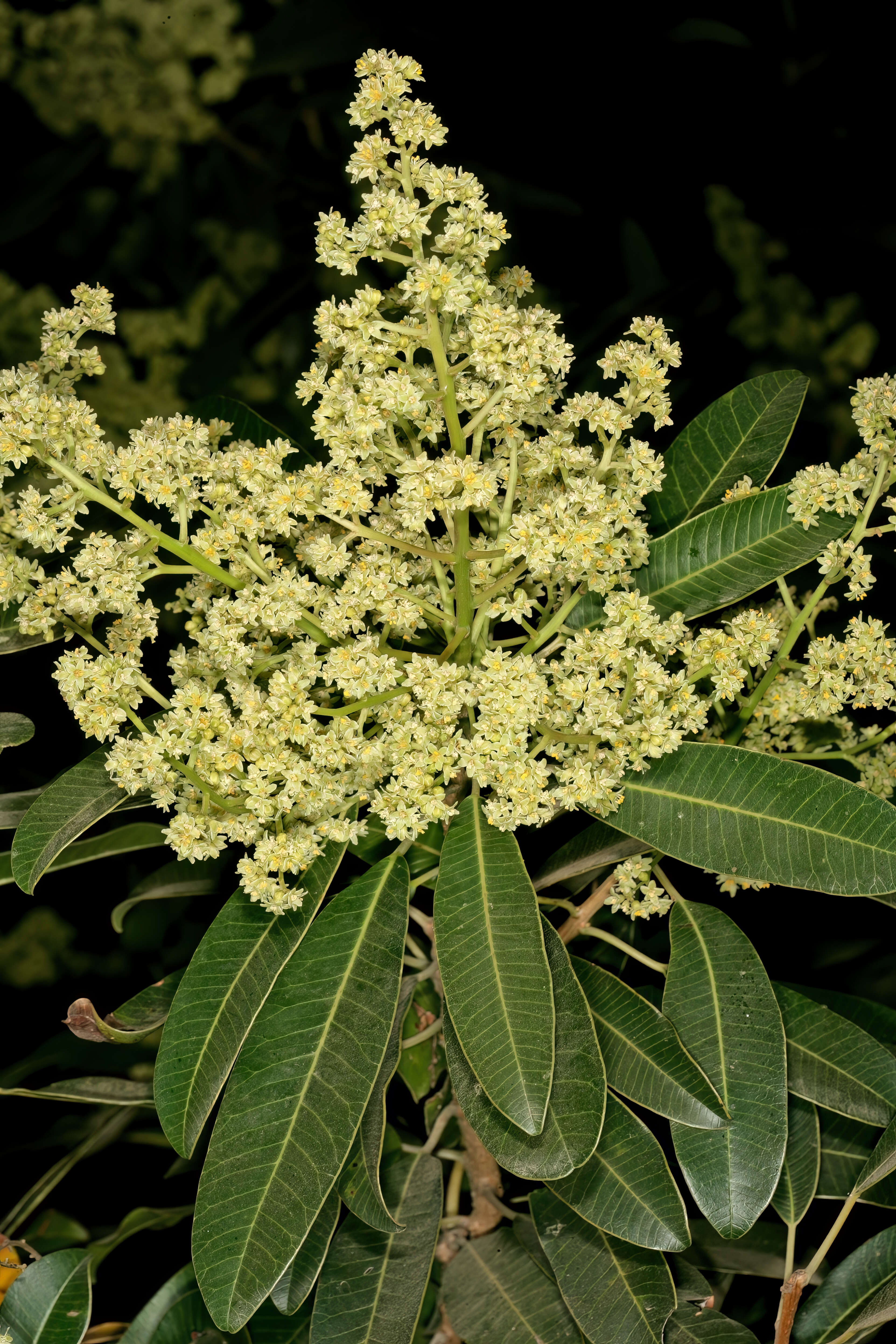 Image of Protorhus longifolia (Bernh.) Engl.