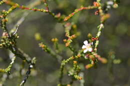 Image of Baeckea brevifolia (Rudge) DC.