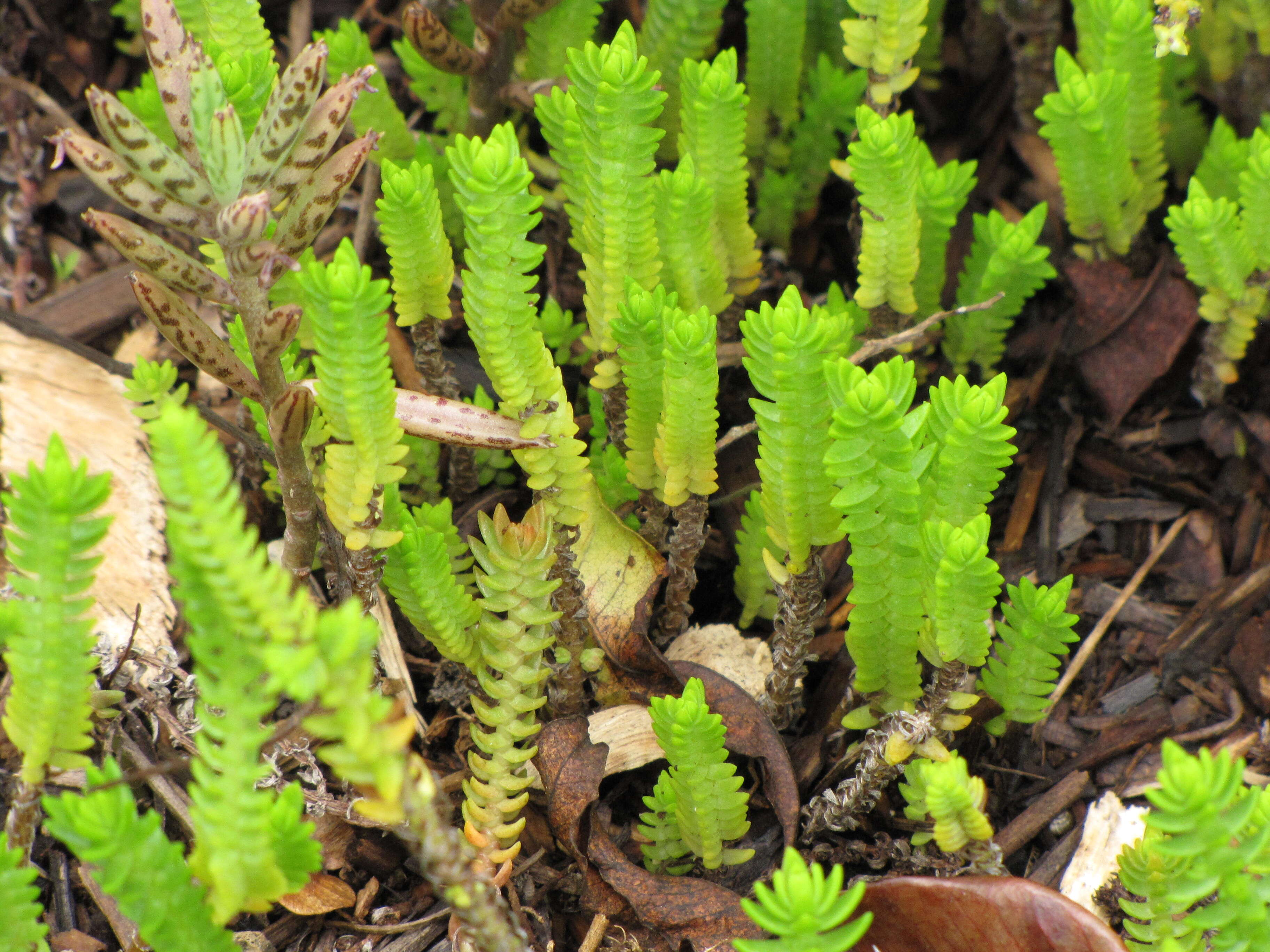 Image of Crassula ericoides Haw.