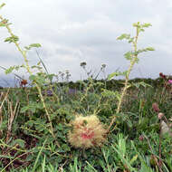 Image of Mossy Rose Gall Wasp