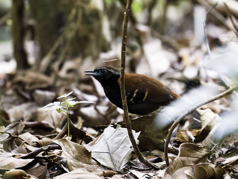 Image of Cordillera Azul Antbird