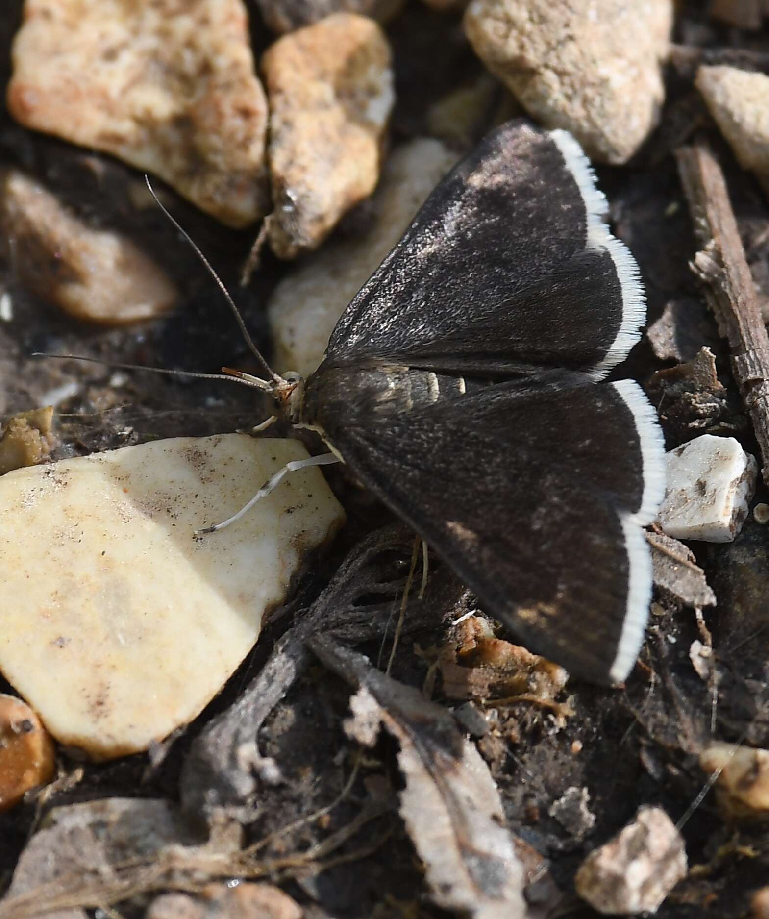 Image of White-fringed Pyrausta Moth