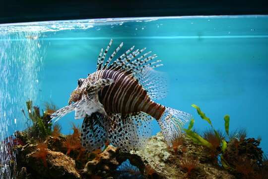 Image of Common lionfish