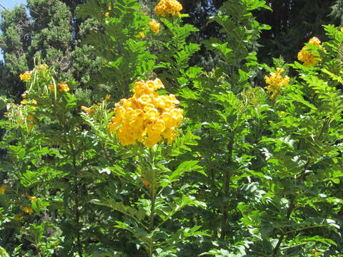 Image of Yellow bells