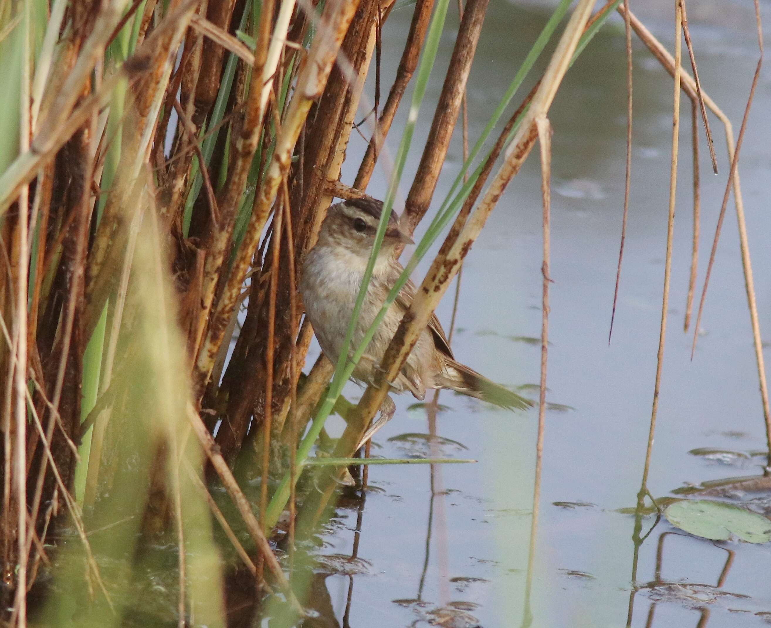 Image of Sedge Warbler