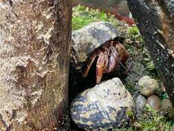 Image of Caribbean hermit crab