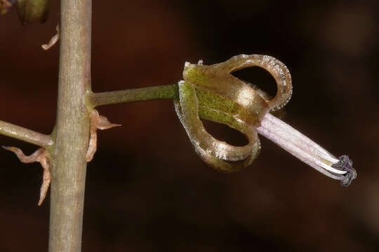 Image of Satin squill