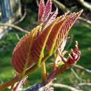 Plancia ëd Tapiscia sinensis Oliver