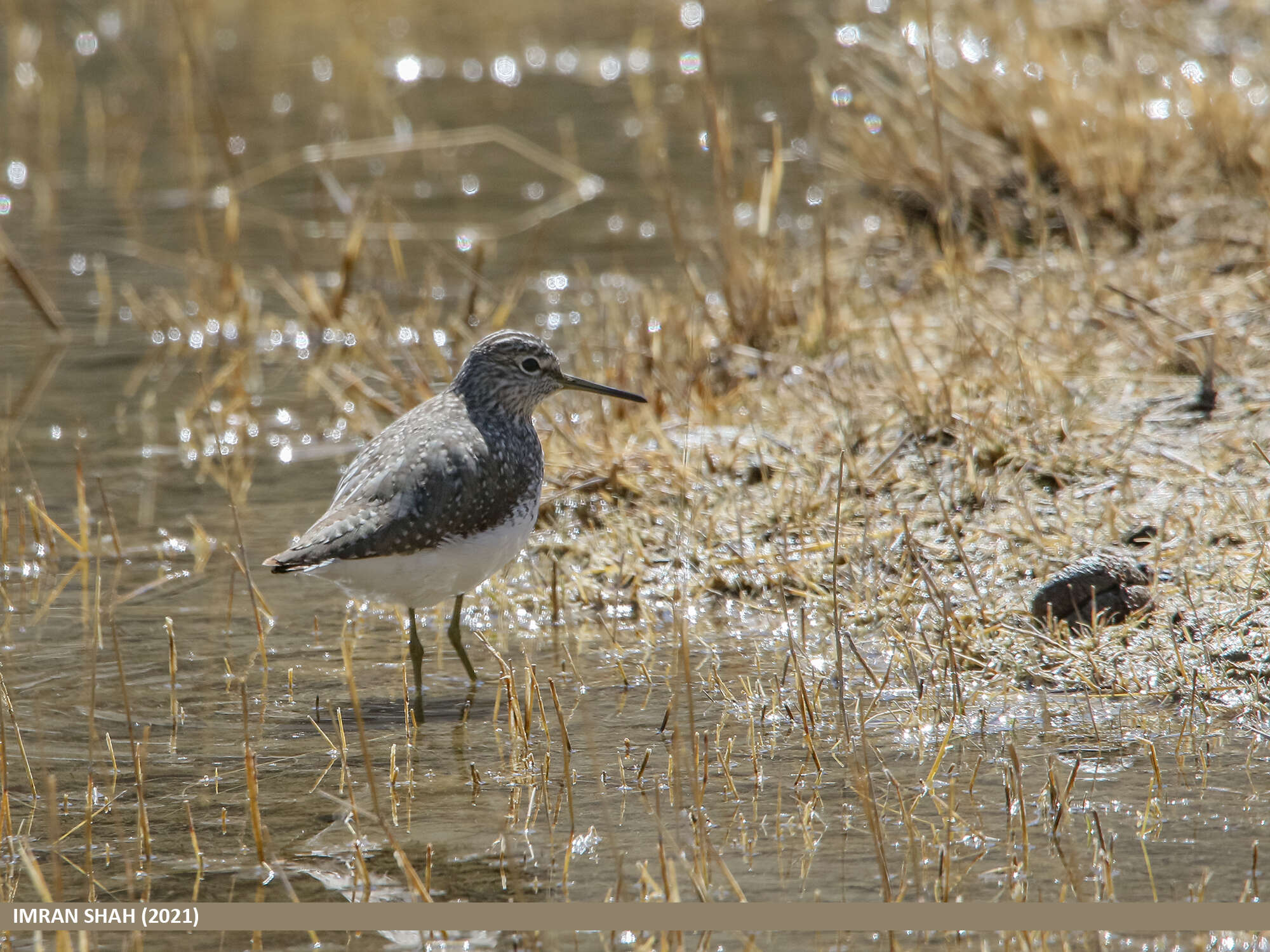 Image of Green Sandpiper