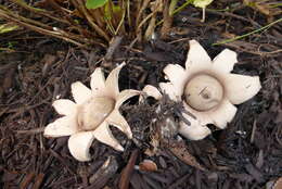 Image of Geastrum saccatum