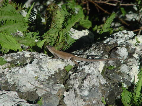 Image of Socorro Island Tree Lizard