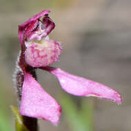 Image of Slender bunny orchid