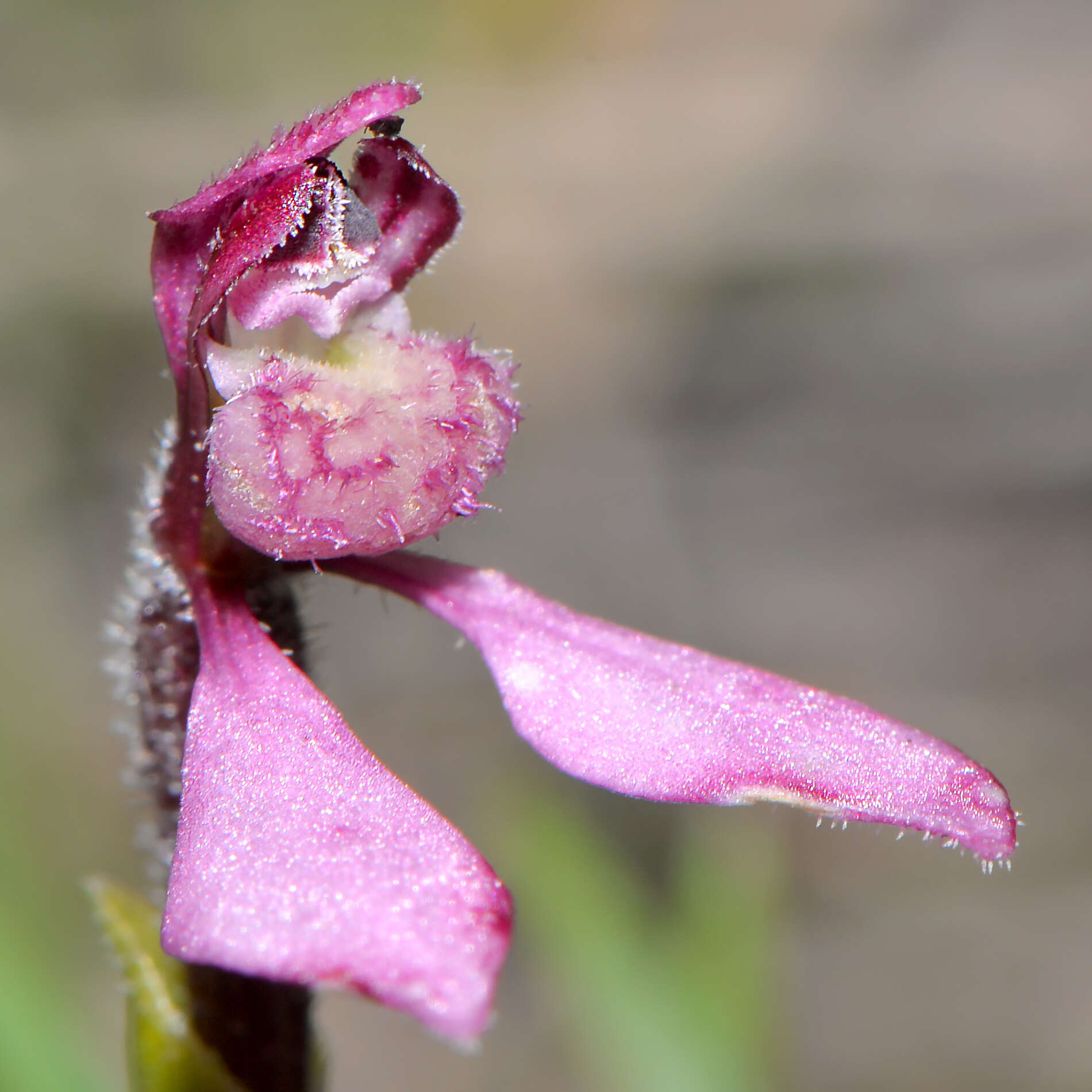 Image of Slender bunny orchid