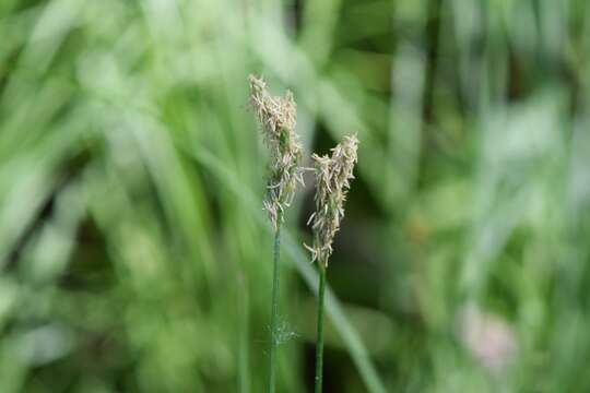 Image of quaking-grass sedge