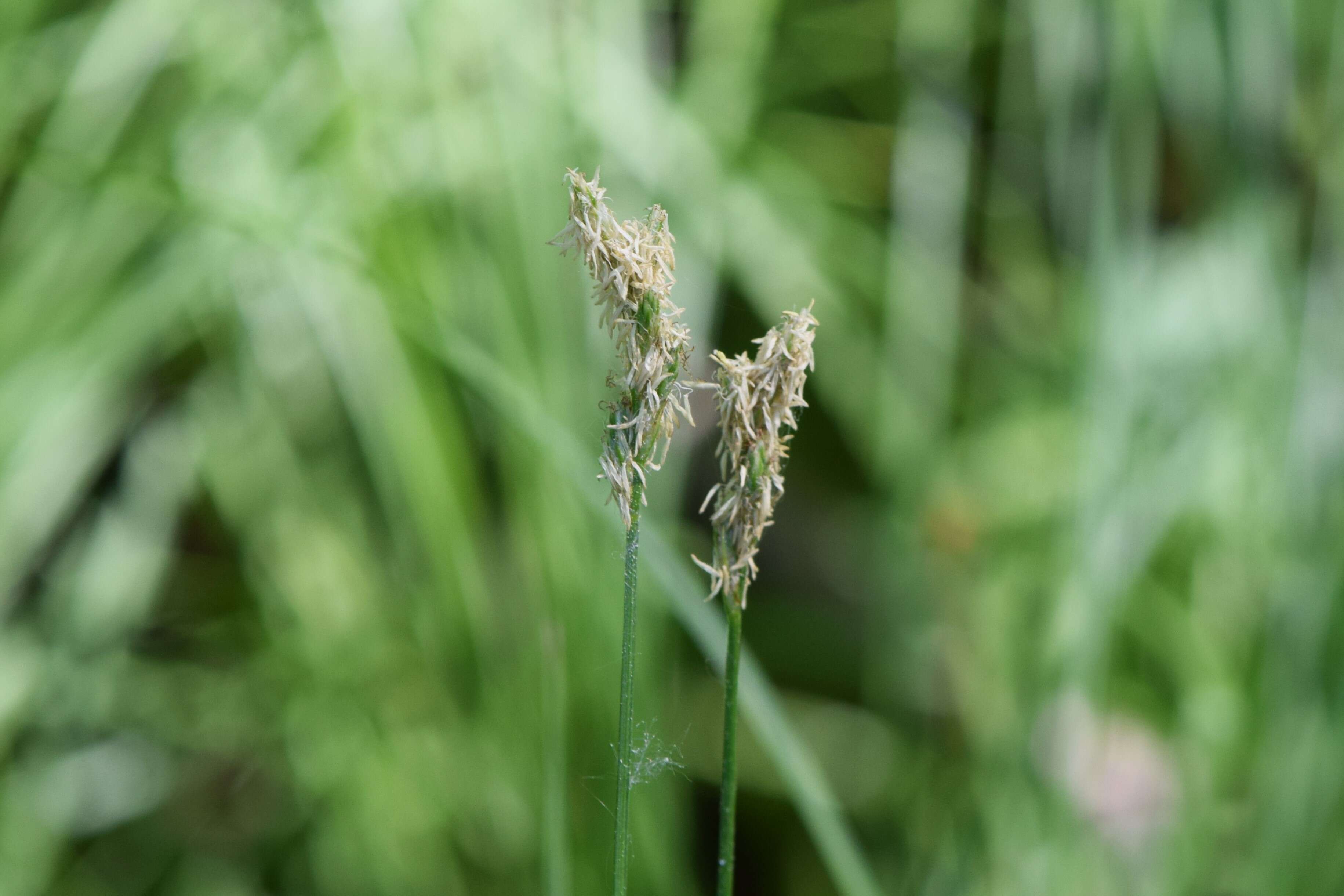 Слика од Carex brizoides L.