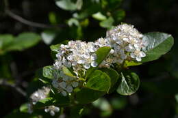 Image of Black Chokeberry